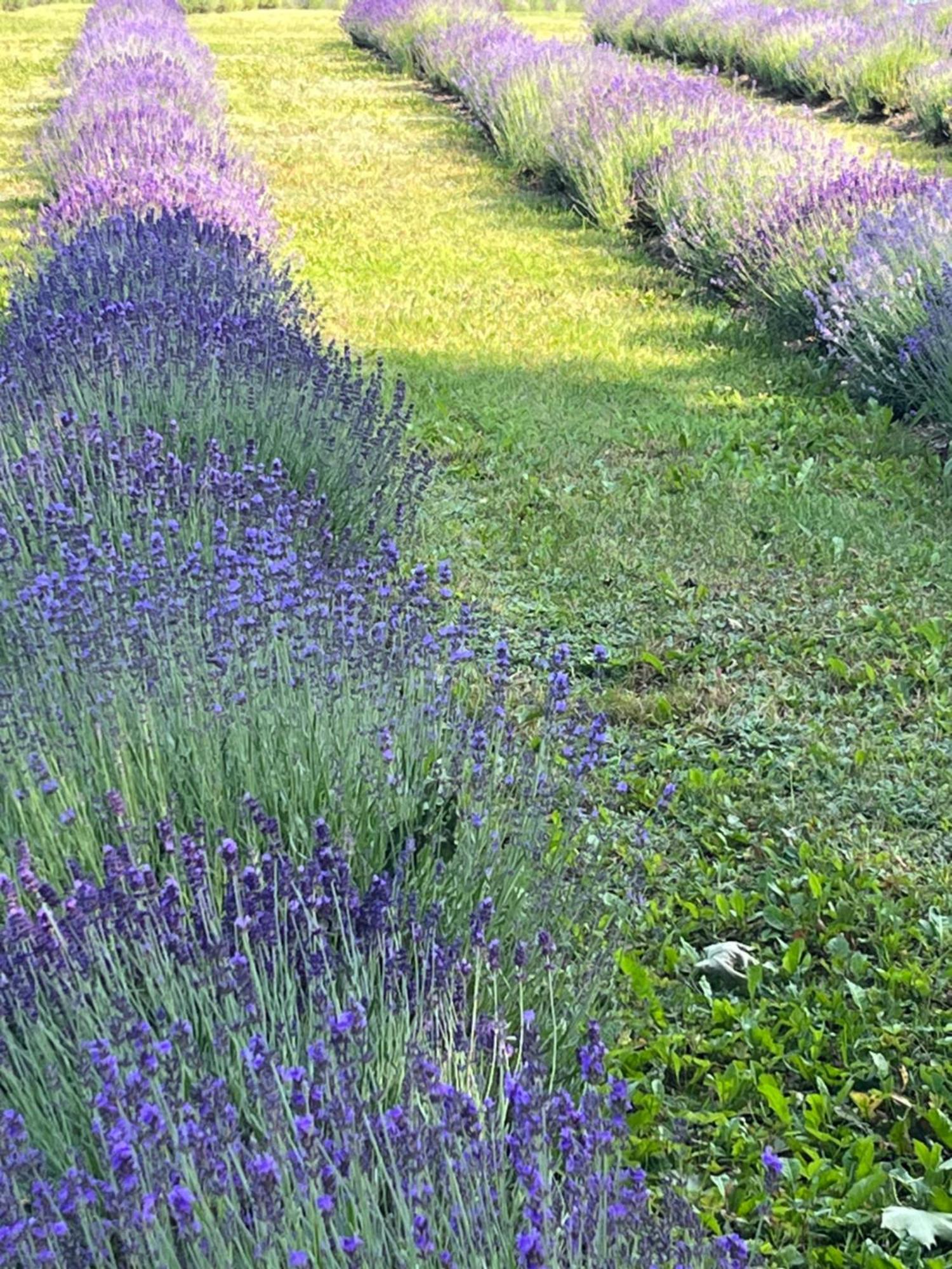 Lavender Village Kiemeliai 외부 사진
