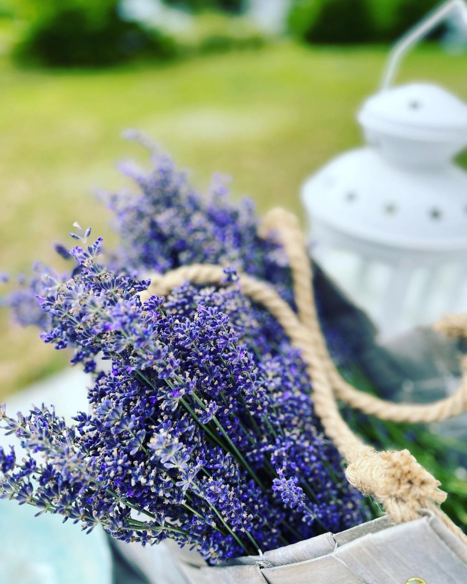 Lavender Village Kiemeliai 외부 사진