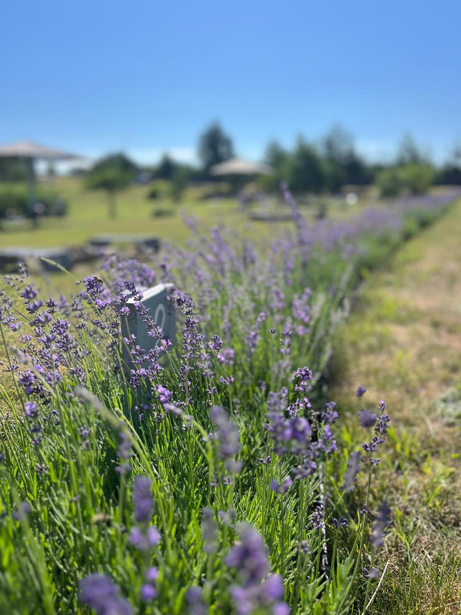 Lavender Village Kiemeliai 외부 사진