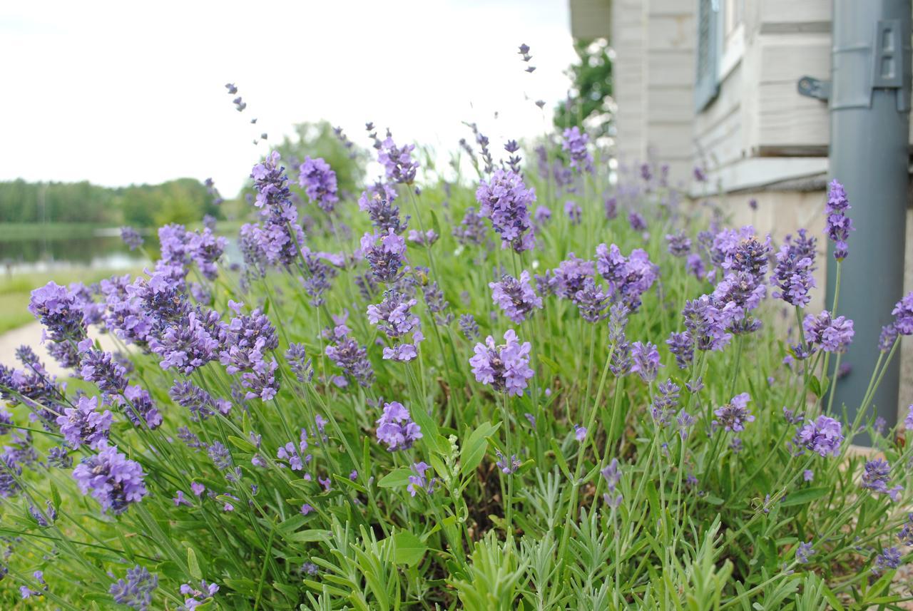 Lavender Village Kiemeliai 외부 사진