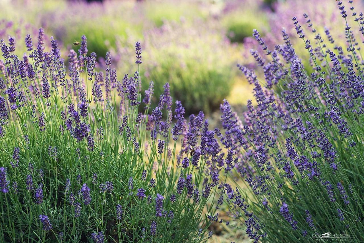 Lavender Village Kiemeliai 외부 사진
